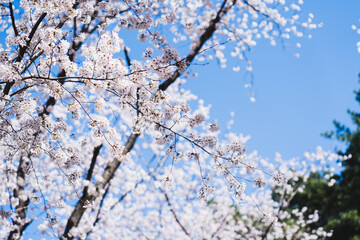 Fototapeta premium Cherry Blossom at Bomun lake park, Gyeongju city, South Korea