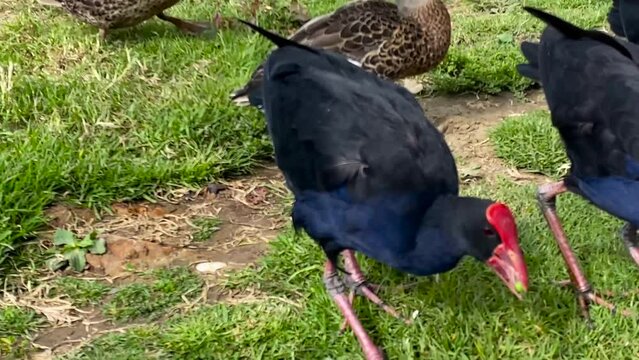 Pigeons, ducks and Pukeko or Purple Swamphen (Porphyrio porphyrio) bird and other birds of New Zealand