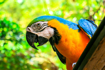 blue and yellow macaw, at zoo