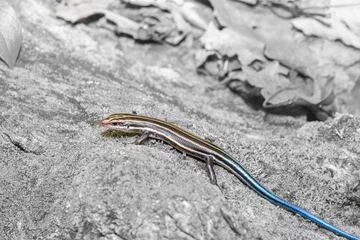 Foto op Aluminium lizard on the rock © Szabolcs