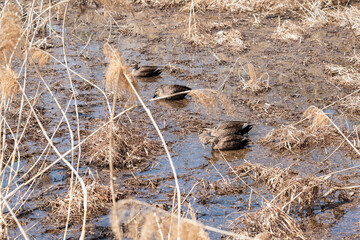 Wild ducks at pond at Bomun, Gyeongju, South Korea