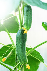 Organic cucumbers cultivation. Fresh cucumber close-up on a background of leaves.  Selective focus.