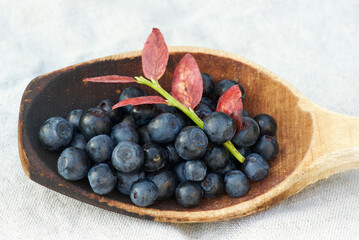 Picked fresh european blueberries with a red sprig laying in wooden ladle on white towel.