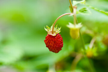 Close-up of wild strawberry plant with one ripe red berry in forest in summer.