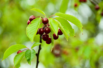 Branch of cherry tree with wet red berries in summer rain.