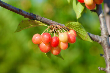 Fruit tree branch with cherries and green leaves in France in summer.