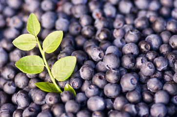 Close up of fresh gathered ripe blue bilberries and a sprig with green leaves in forest in summer.