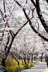 Cherry Blossom at Bomun lake park, Gyeongju city, South Korea