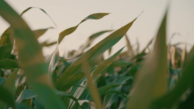 Corn leaves in a cornfield blowing in the wind during sunset, agriculture farming and harvest setting 4K video