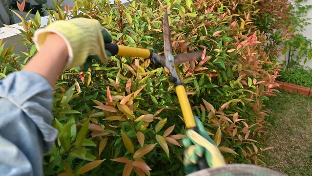 Gardener using a scissor to shearing and trim a tips of Lilly Pilly Hedge plant.