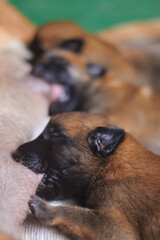 one week old belgian malinois shepherd puppy  nursing with other litter mates in the background