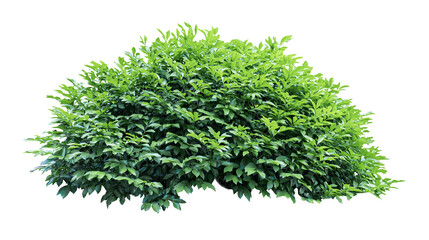 Tropical plant flower bush tree isolated on white background with clipping path.