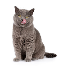 Blue British shorthair boy, sitting side ways, looking toward camera, tongue out licking nose, isolated on a white background