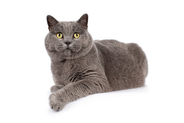 Blue British shorthair boy, laying side ways, one paw hanging over edge, looking up over camera, isolated on a white background