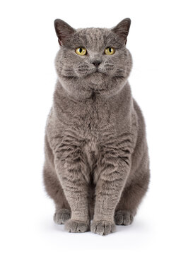 Blue British shorthair boy, sitting facing front, looking up over behind the camera, isolated on a white background