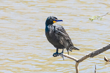 Double-crested Cormorant (Phalacrocorax auritus) Perched
