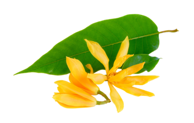 Champaka on transparent png