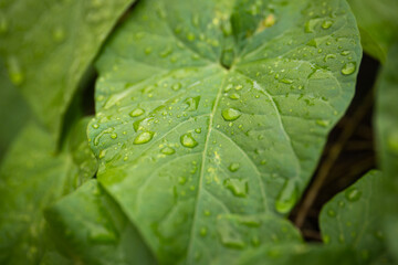 Green plant leaves with water drops, spring