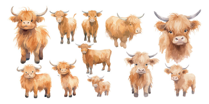 watercolor baby Highland cow clipart for graphic resources