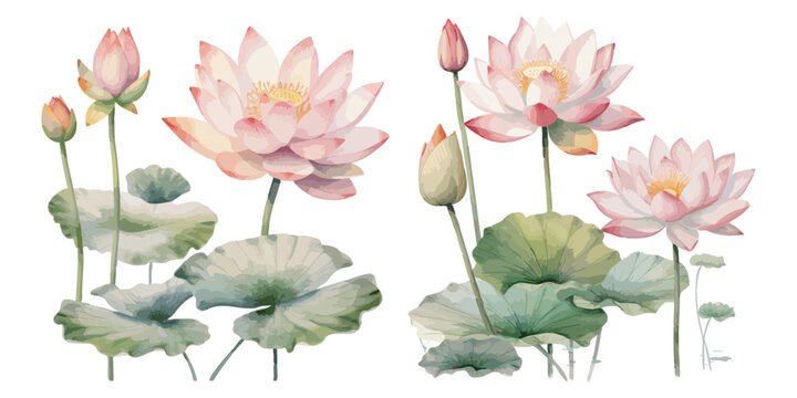 watercolor lotus plant clipart for graphic resources