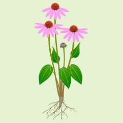 Echinacea purpurea plant with roots on a green background.