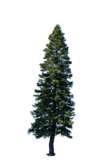 Pine Christmas tree isolated on transparent background PNG file without any decorations. Pine tree