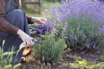girl pruning lavender bush in the garden
