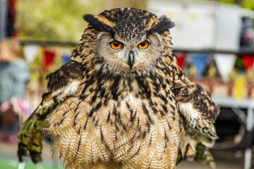 Owl