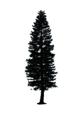 Obraz premium Pine Christmas tree isolated on transparent background PNG file without any decorations. Pine tree