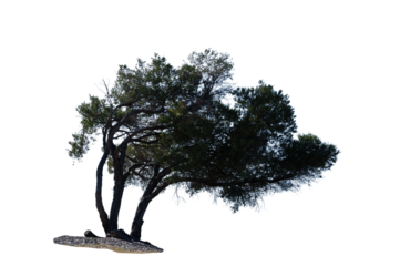 Beautiful of green banksia tree isolated on white background. Australia, png file