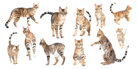 watercolor Bengal Cat clipart for graphic resources
