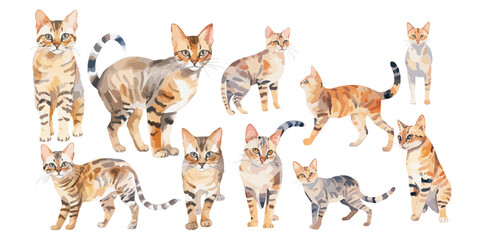Fototapeta na wymiar watercolor Bengal Cat clipart for graphic resources