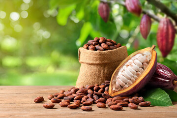 Trinitario cocoa beans with fresh pods on wooden table with cocoa plant background.