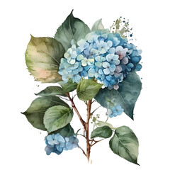Watercolor blue hydrangea flower illustration Generative AI, png image.