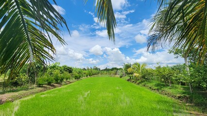 View of green fields and coconut trees. Against the bright blue sky with white clouds. Nature...