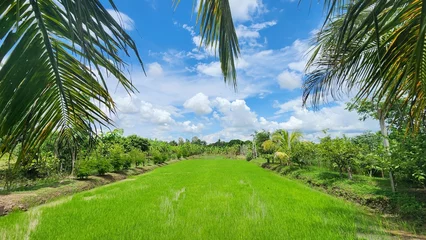 Foto auf Acrylglas View of green fields and coconut trees. Against the bright blue sky with white clouds. Nature background concept. Asian rice field view, jasmine rice, organic agriculture © สัมฤทธิ์ ไกรยนุช