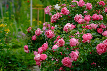 Fototapeta premium Beautiful pink roses in the garden of pink roses. Blooming Roses on the Bush. Growing roses in the garden
