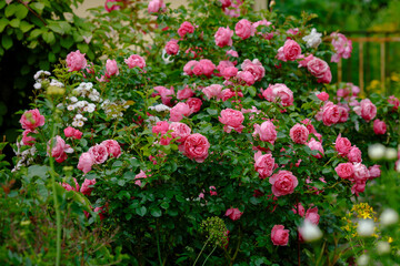 Beautiful pink roses in the garden of pink roses. Blooming Roses on the Bush. Growing roses in the garden