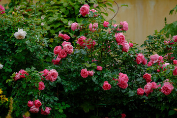 Beautiful pink roses in the garden of pink roses. Blooming Roses on the Bush. Growing roses in the garden