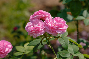 Beautiful pink roses in the garden of pink roses. Blooming Roses on the Bush. Growing roses in the garden