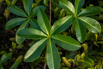 Close-up of Beautiful Green Leaf on Flowering Shrub