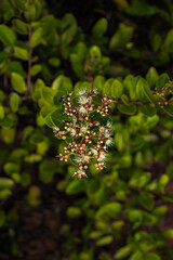 Natural Beauty: Vibrant Indian Blackberry Flower and Leaf in Greenery