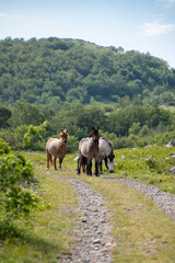 A group of horses on a path looks carefully to see who is coming.