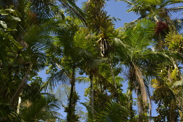Topo de palmeiras arvores nativas sul do brasil parana