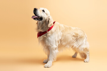 Well groomed pet standing, wearing accessories beautiful fur isolated on beige background