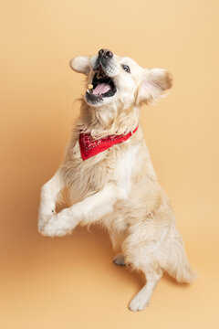 Naklejki Active friendly pet catching food, jumping on hind legs isolated on beige background