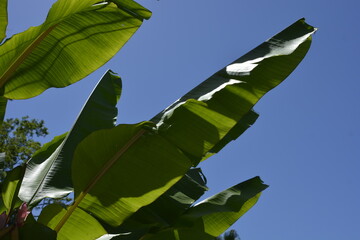 folhas de baneira ao sol no brasil