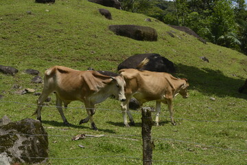 Vacas pastando no verão brasileiro em fazenda  