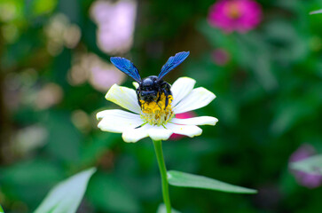 beautiful cosmos flower and bee in the garden , wallpaper background
