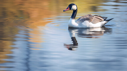 swan on the lake HD 8K wallpaper Stock Photographic Image